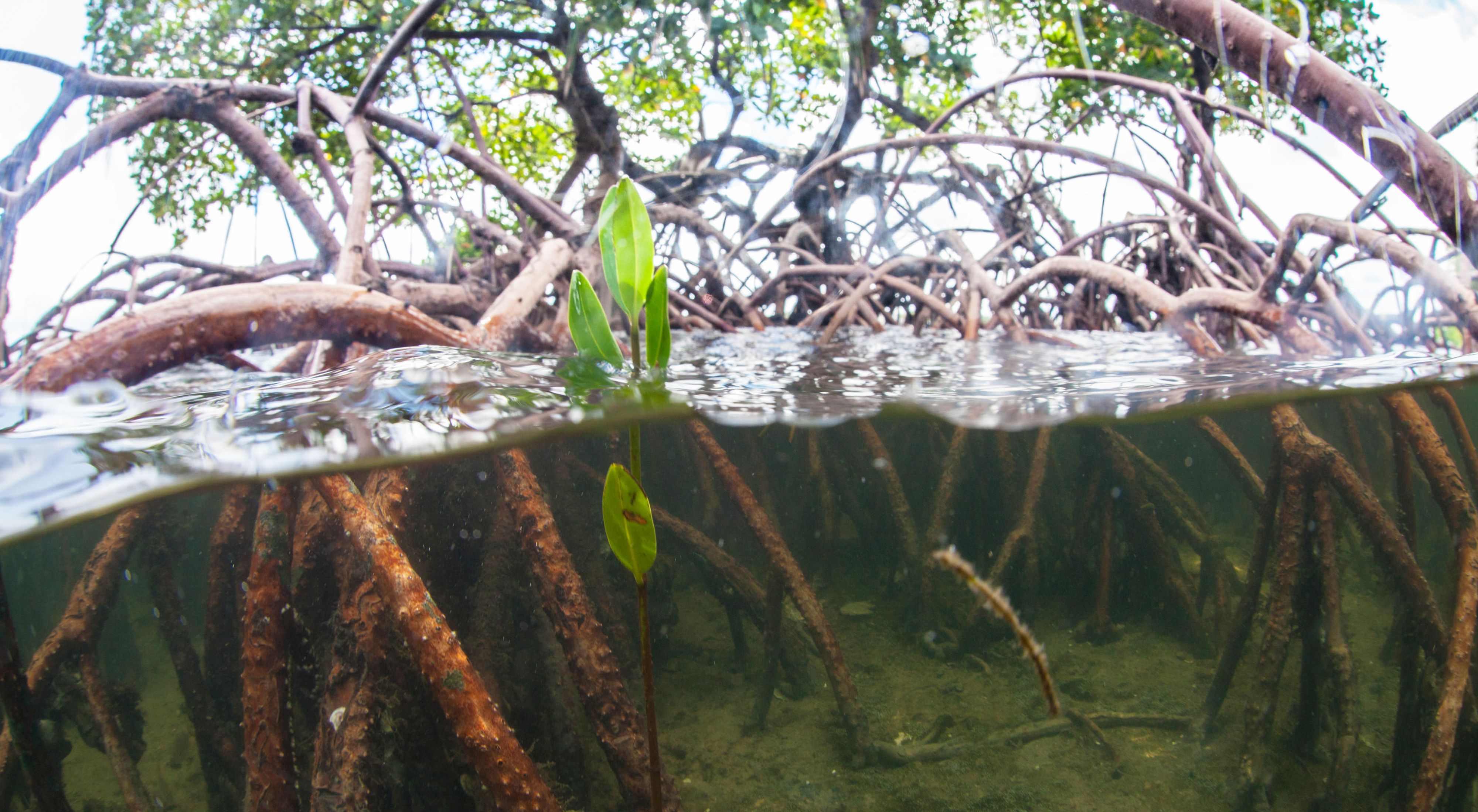 Raíces de manglares se observan saliendo sobre la superficie del agua