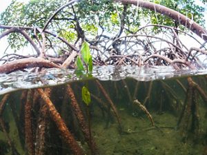 Mangrove roots reach into the Florida shoreline.