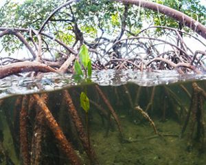 Mangrove roots reach into the Florida shoreline.