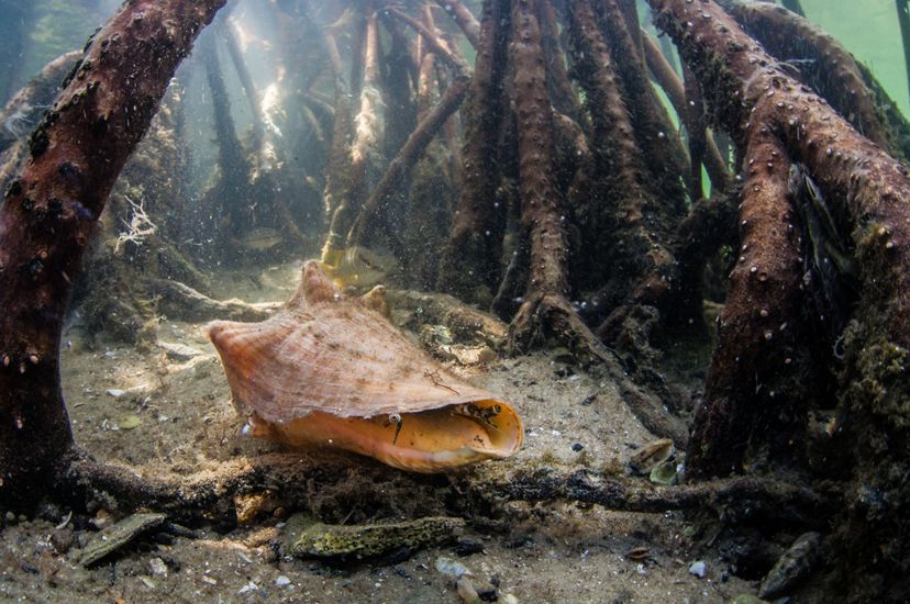 Una caracola descansa en la arena de un fondo marino poco profundo, rodeada por las raíces de un bosque de manglares.