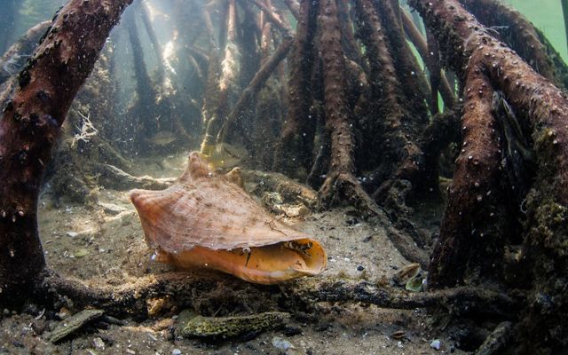A conch rests in sand of a shallow ocean floor, surrounded by the roots of a mangrove forest.