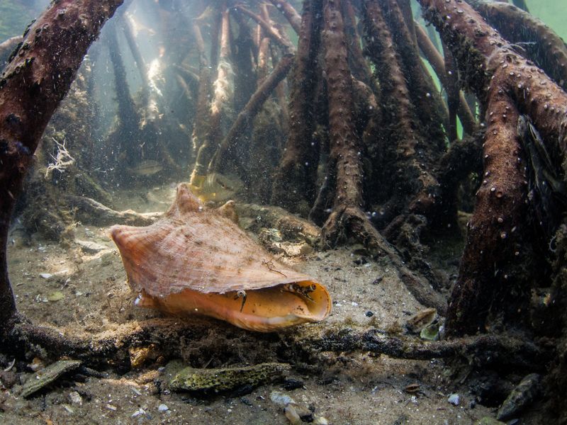A conch rests in sand of a shallow ocean floor, surrounded by the roots of a mangrove forest.
