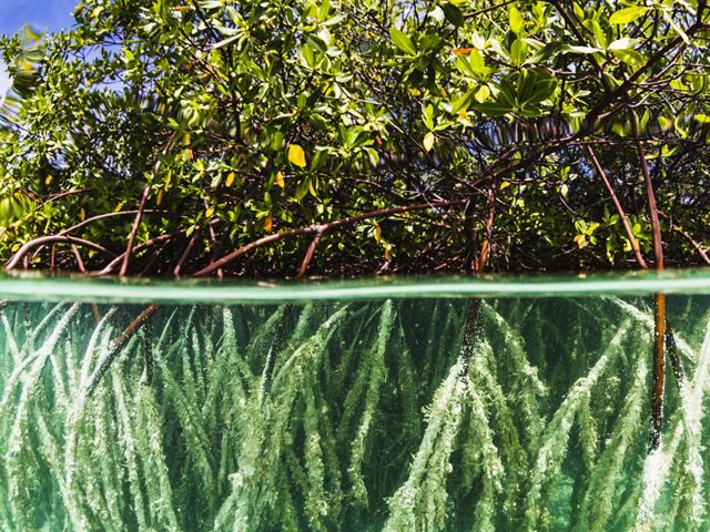 roots of mangroves below the water with trunks and trees above water