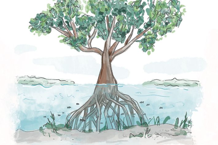 Illustration of a mangrove tree with its roots fully submerged underwater.