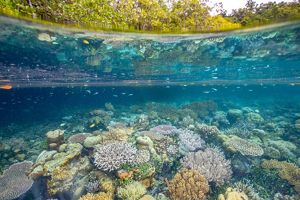 Split view of a coral reef underwater and a mangrove forest on the shoreline.