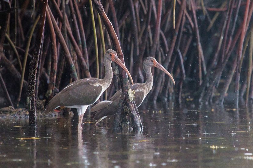 Una pareja de pájaros ibis blancos vadean en aguas poco profundas, rodeados por las raíces de un manglar.