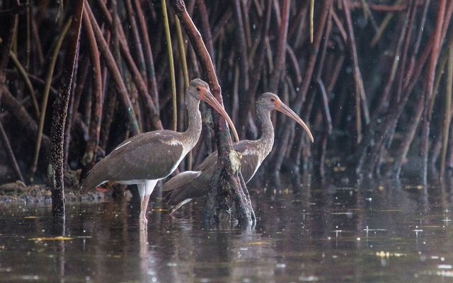 A pair of white ibis birds wade in shallow waters, surrounded by the roots of a mangrove forest.