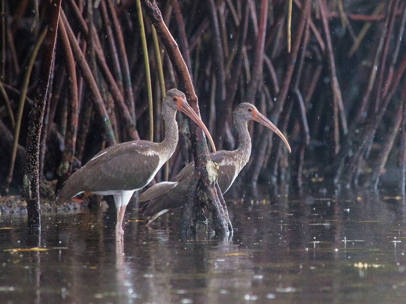A pair of white ibis birds wade in shallow waters, surrounded by the roots of a mangrove forest.