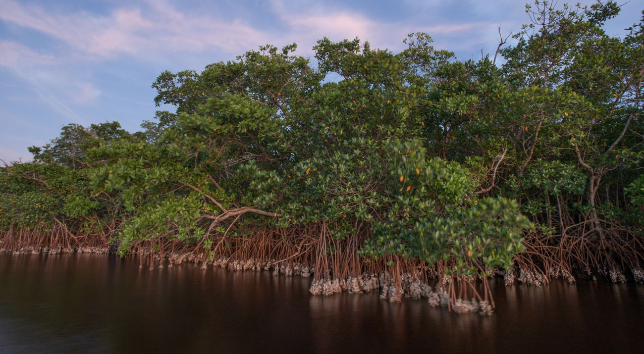A mangrove forest with oysters growing at their roots along the edge of a body of water.