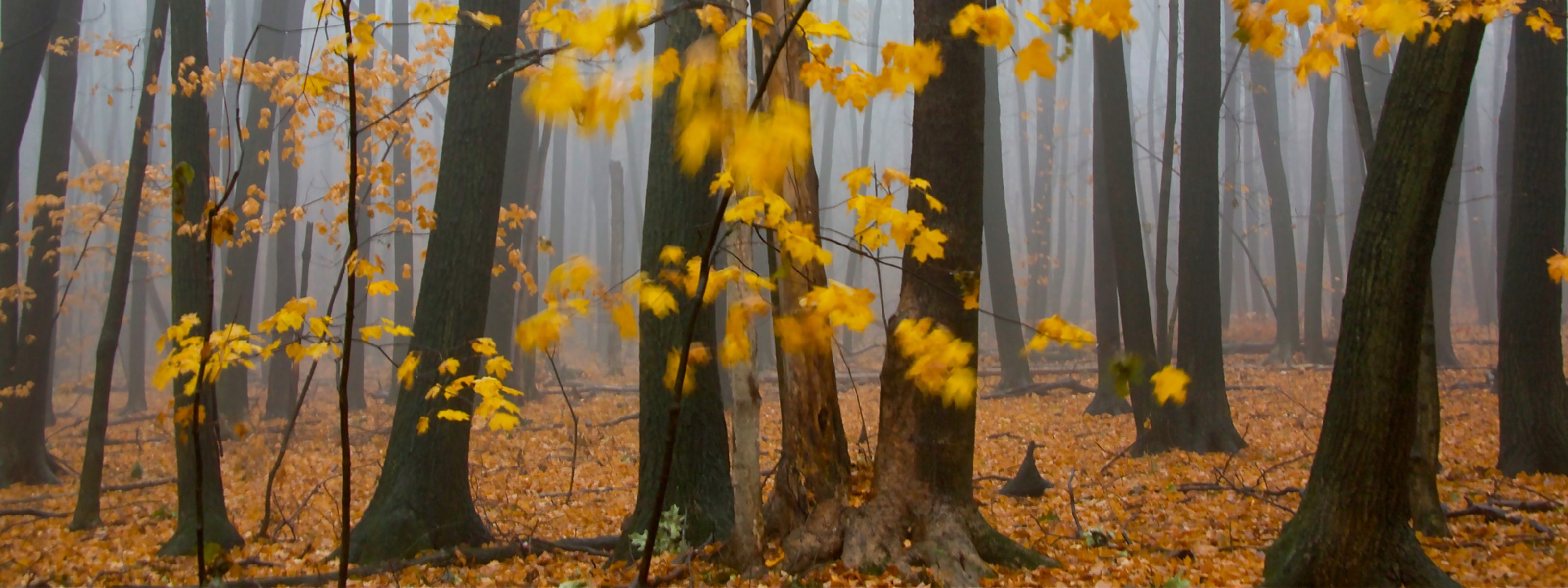 The yellow fall color of maple leaves waving in the wind brighten a foggy forest. 