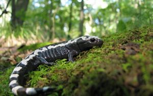 Close up of a marbled salamander.