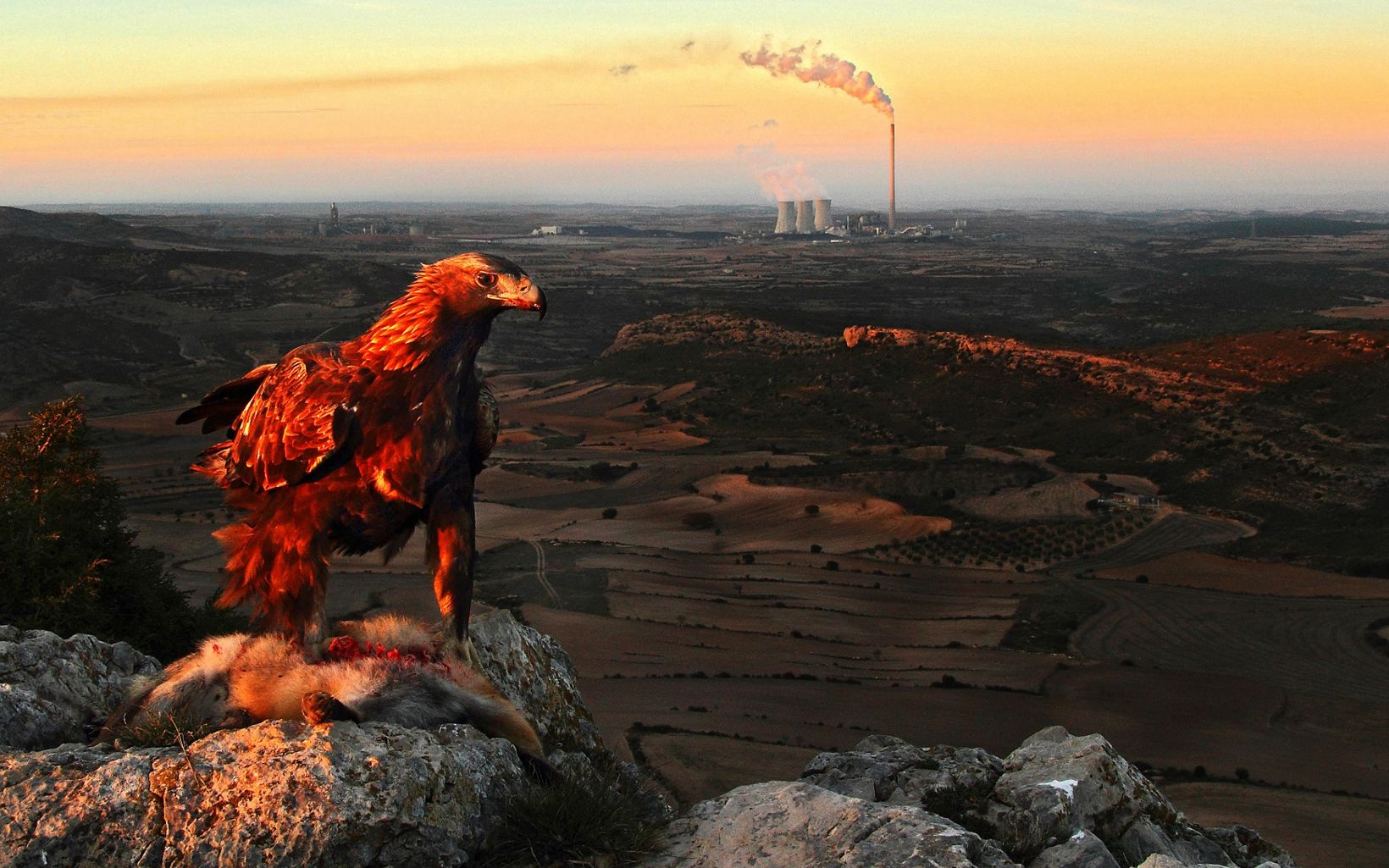 A male golden eagle feeds on a red fox. Behind stands the Andorra thermal power station (Aragon, Spain)