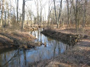 Pre-restoration wetland site. Stream is surrounded by leafless trees and natural debris.