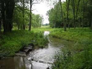 Restored wetland surrounded by a green lush forest.