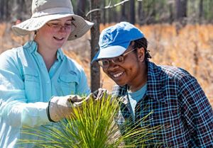 Two volunteers look at a longleaf pine tree.