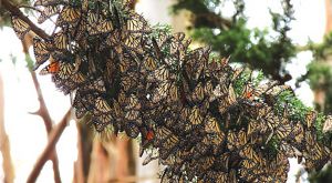 Cluster of monarch butterflies .