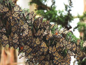 Cluster of monarch butterflies .