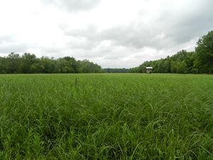 a wide spanning wetland of green grasses surrounded by trees.