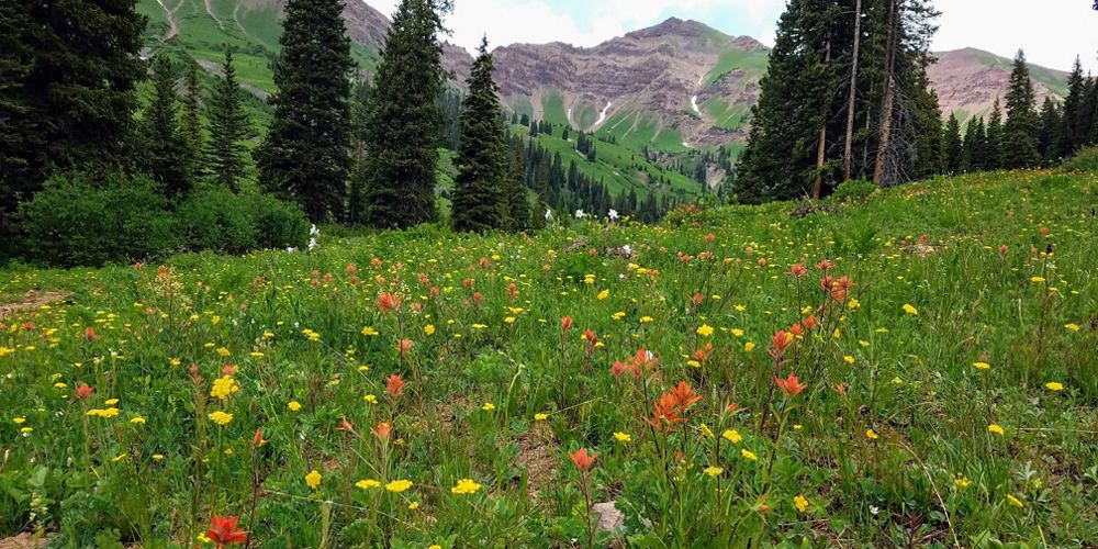 An alpine forest with wildflowers.