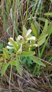 Small green marsh betony in bloom with slender cream-colored blooms.
