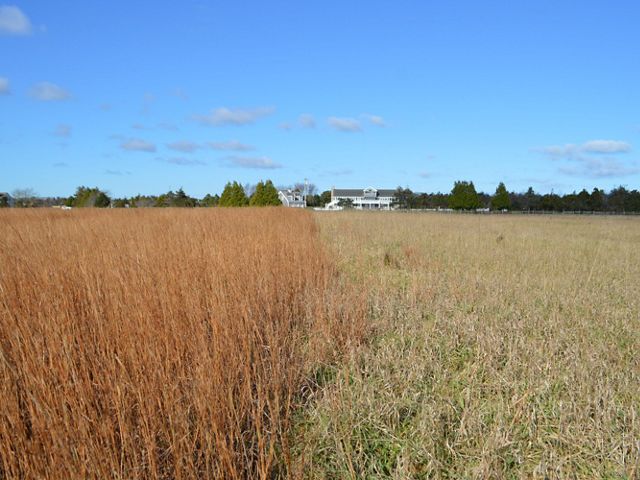 A grassland with blue partly cloudy skies in the background. The grass on the left is brown (not restored) and the grass on the right is green (under restoration).