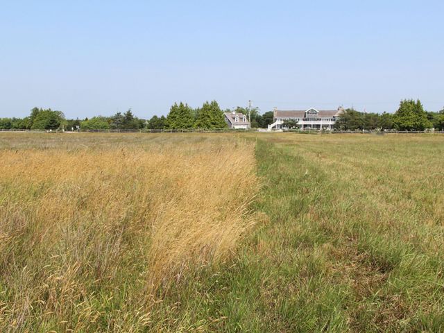 A grassland with blue partly cloudy skies in the background. The grass on the left is yellow green (not restored) and the grass on the right is green (under restoration).