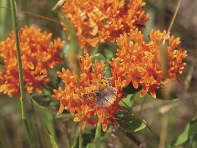 Close up of four clusters of small orange flowers with grasses and leaves in the background. An orange and black butterfly is perched on one cluster.
