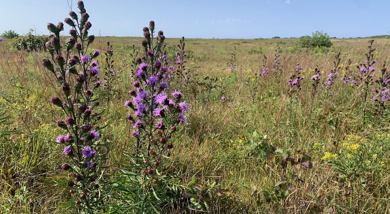 Landscape image of a sandplain grassland, with bright purple blazingstar plants in the foreground.