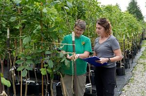 Mary Mason and Dr. Jennifer Koch, researchers with the USDA Forest Service, check ash trees that are being bred for resistance to emerald ash borer.