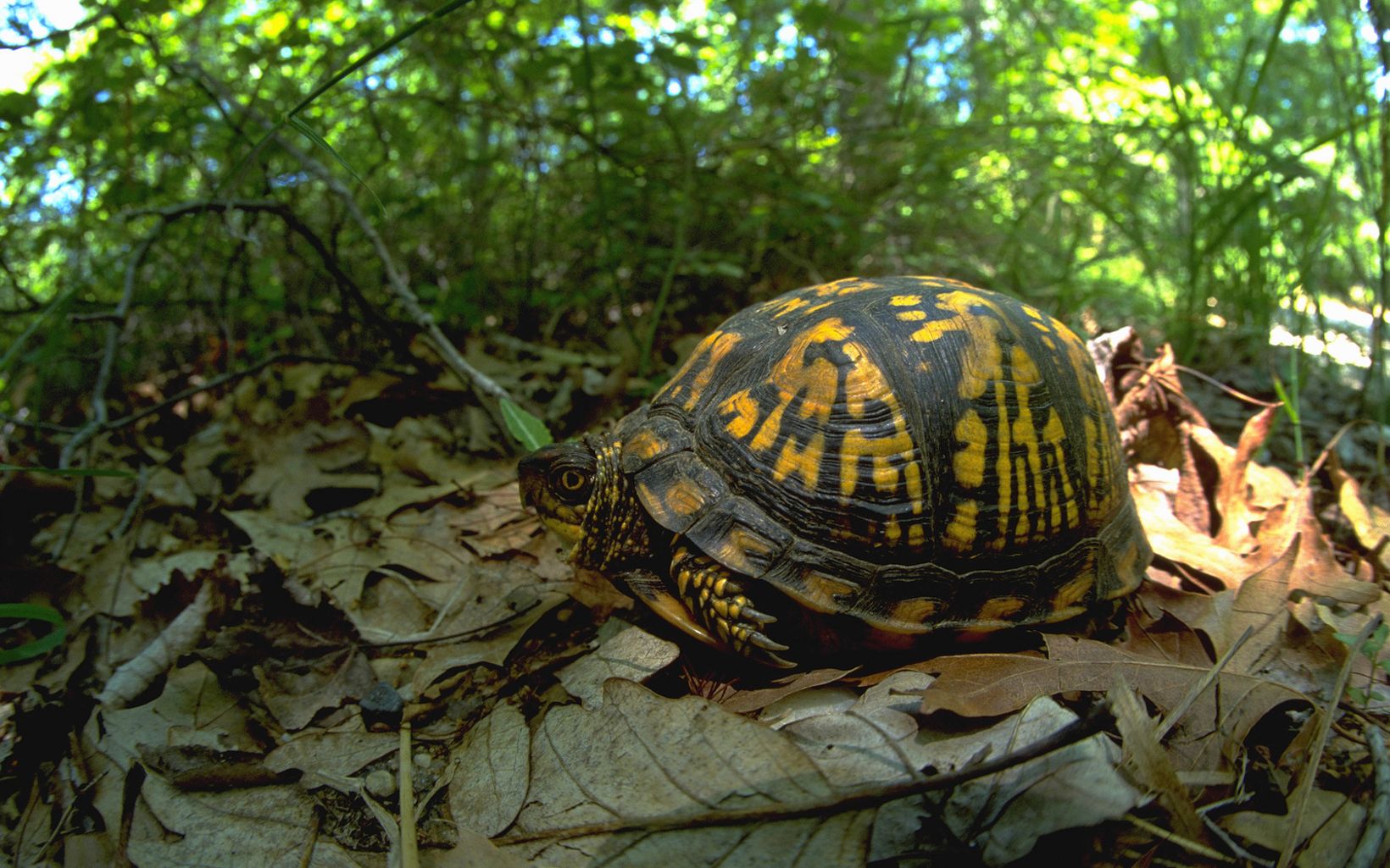 Closeup of a black and yellow box turtle sitting on a bed of dried leaves.