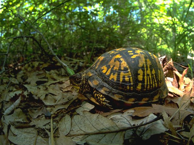 A box turtle explores our Mashomack Preserve