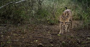 An adult ocelot with big, golden eyes walks straight toward the camera through leaves and brush.
