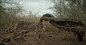 Closeup of an ocelot standing beside a large fallen branch and looking at the camera, surrounded by dense brush.