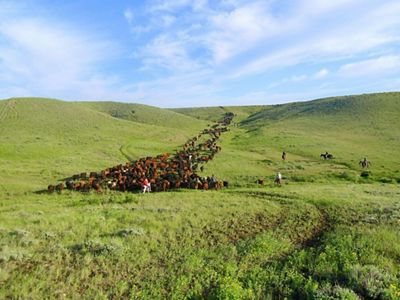 Landscape view of a large herd of cattle being driven across rolling green hills.