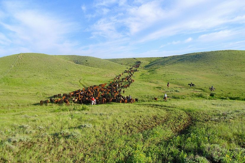 Landscape view of a large herd of cattle being driven across rolling green hills.