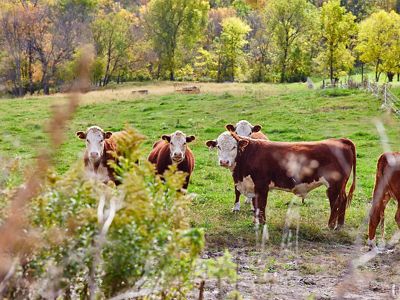 In addition to stabilizing the soil and preventing erosion, Hanson's cover crops also provide supplemental feed for cattle, saving him time and money.