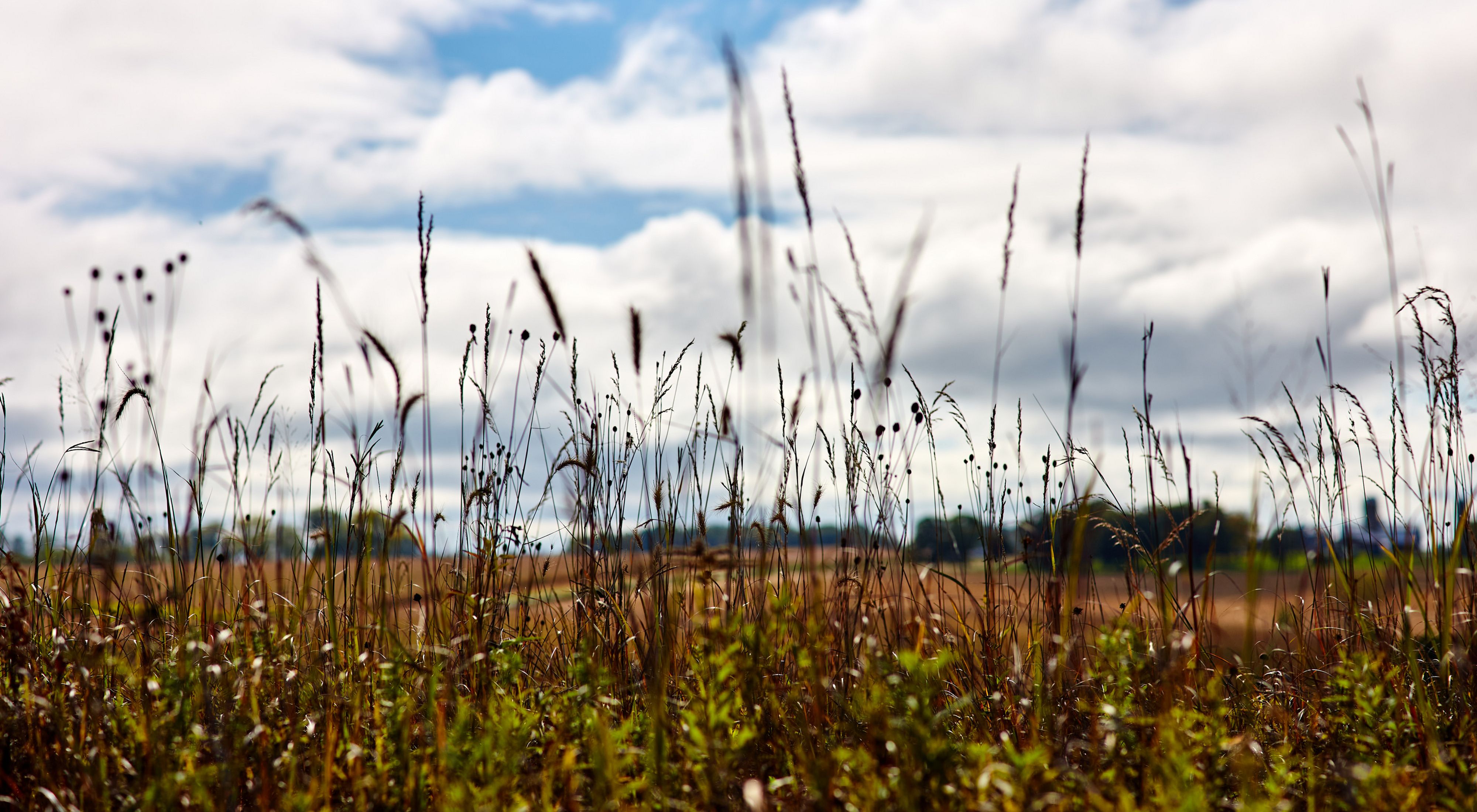 Close up of prairie forbs and grasses on the edge of a farm field.