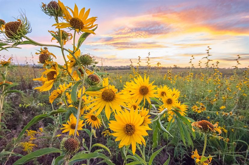 cluster of maximilion sunflowers over a prairie meadow