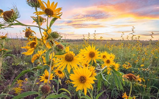 cluster of maximilion sunflowers over a prairie meadow