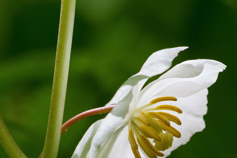 A closeup of a mayapple, a delicate white flower with five petals that gently curve inward towards a yellow center.