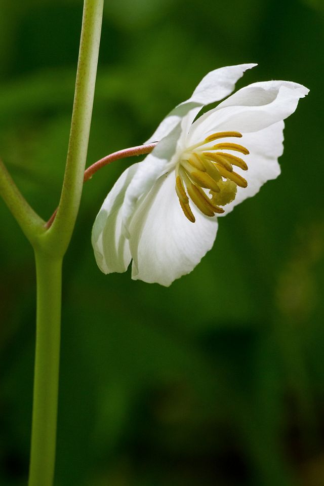 A closeup of a mayapple, a delicate white flower with five petals that gently curve inward towards a yellow center.
