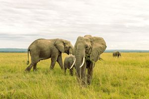 Elephants in Maasai Mara grassland.
