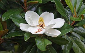 A white flower grows on a branch with thick green leaves. 