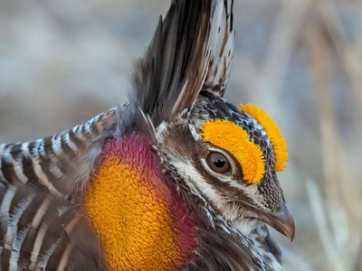 Closeup of the head of a male greater prairie chicken with bright orange cheeks and eyebrows.