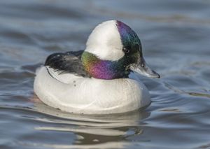 Close-up of a bufflehead with colorful head feathers.