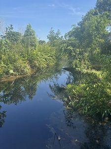 Lush tropical plants growing alongside a trench of water in a restored peatland.