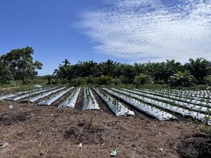 Fruit crops grow in neat rows surrounded by lush, tropical trees.