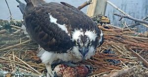 Female osprey guarding her eggs in a nest.