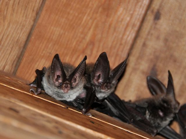 Three small, furry bats with pointy ears rest on a wooden plank.