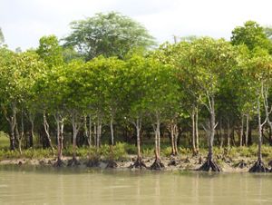 a row of mangroves lines a coastal area.